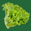 A fresh green leaf lettuce with vibrant color against a green background.