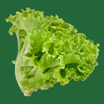 A fresh green leaf lettuce with vibrant color against a green background.