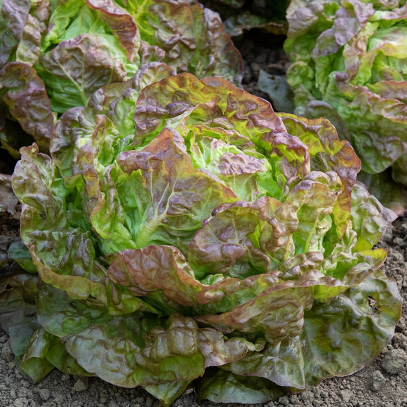 A fresh lettuce with green and red leaves growing in the ground.