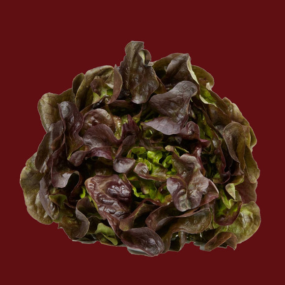 A fresh head of Oakleaf Red Lettuce with vibrant red and green leaves against a red background.