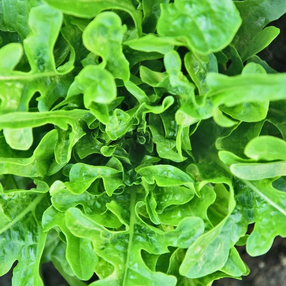 Close-up of fresh green Oakleaf Royal Lettuce leaves.