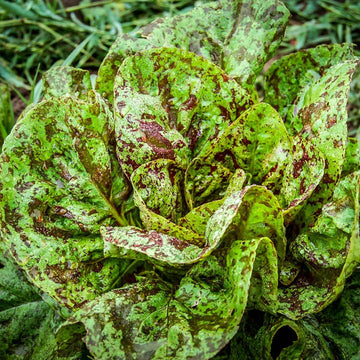 Close-up of Romaine Freckles lettuce leaves with their green color and reddish-brown speckles.