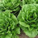 A photo showing mature Romaine lettuce plants with large green leaves.