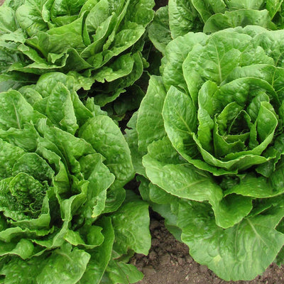 A photo showing mature Romaine lettuce plants with large green leaves.