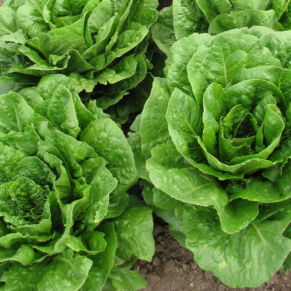 A photo showing mature Romaine lettuce plants with large green leaves.