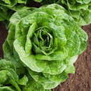 A fresh head of Parris Island Lettuce with large green leaves forming a tight cos shape, indicating its ready for harvest.