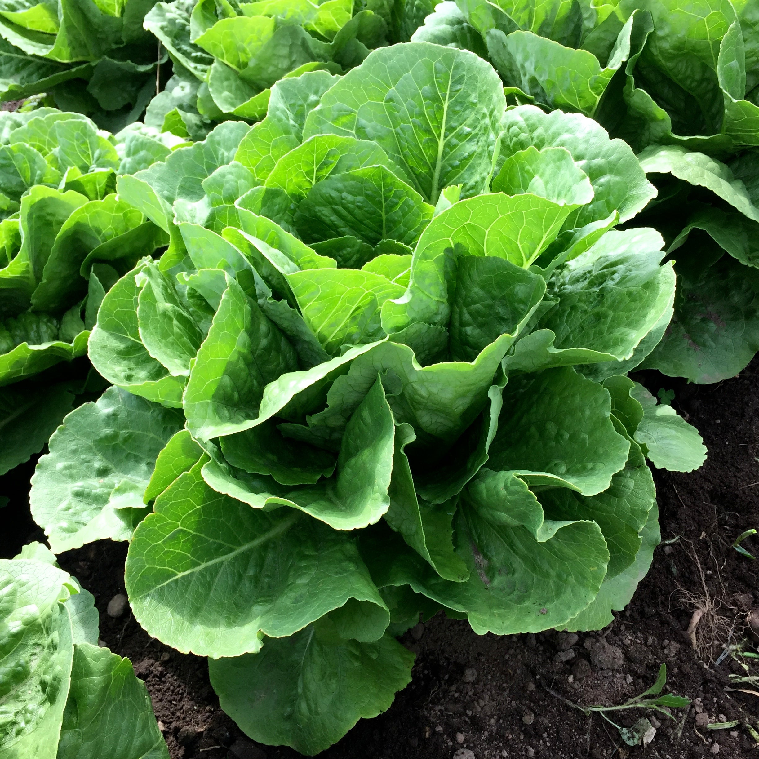 Lettuce Romaine Parris Island Cos Seeds - 0