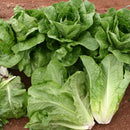 Lettuce Romaine Parris Island Cos Seeds-4