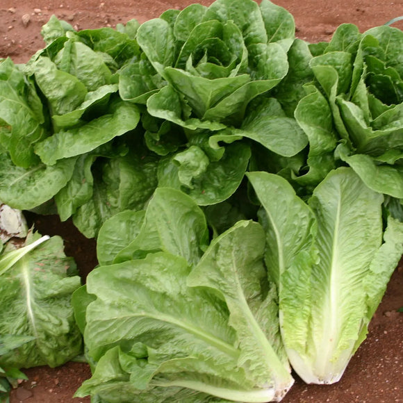 Lettuce Romaine Parris Island Cos Seeds