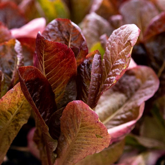 Close-up of red Romaine lettuce leaves showing their natural color and texture.