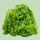 A fresh head of Salad Bowl Green Lettuce with vibrant green leaves.