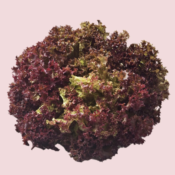 A fresh head of Salad Bowl Red Lettuce with vibrant red and green leaves.
