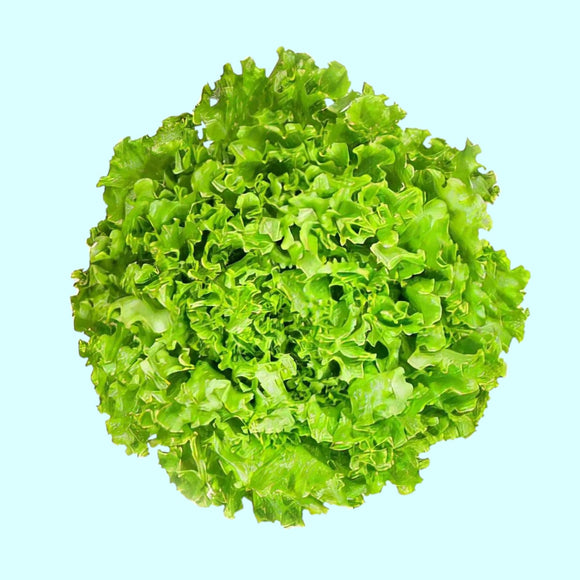 A fresh head of Tango Lettuce with deeply lobed, curly green leaves.