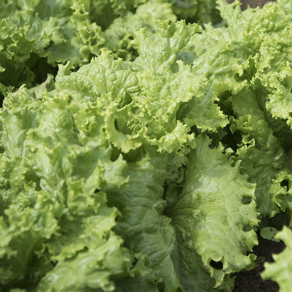 A close-up of fresh green lettuce leaves with a focus on their natural texture and color.