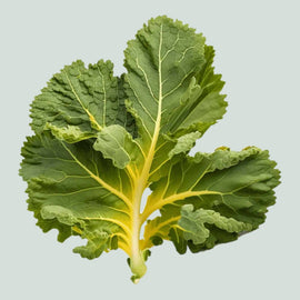 A fresh leaf of Mustard Florida Broadleaf with vibrant green color and characteristic veining