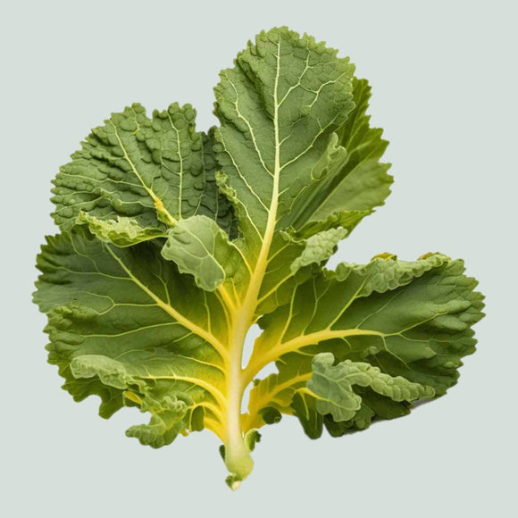 A fresh leaf of Mustard Florida Broadleaf with vibrant green color and characteristic veining