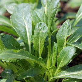 A photo showing a cluster of fresh green Mibuna Mustard leaves growing in the ground.