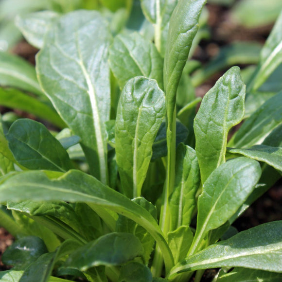 A photo showing a cluster of fresh green Mibuna Mustard leaves growing in the ground.