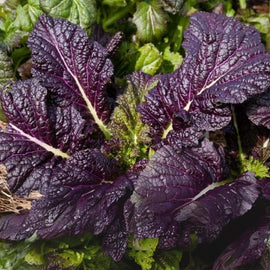 Close-up of dark purple leafy plants with green leaves in the background