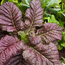 A photo showing a group of Mustard Red Giant plants with large, deep red leaves growing in a garden.