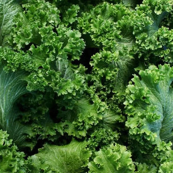 A close-up image of fresh Mustard Southern Giant Curled leaves showing their frilly and vibrant green nature.