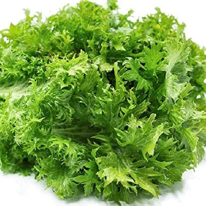 A bunch of fresh green mustard wasabi leaves.