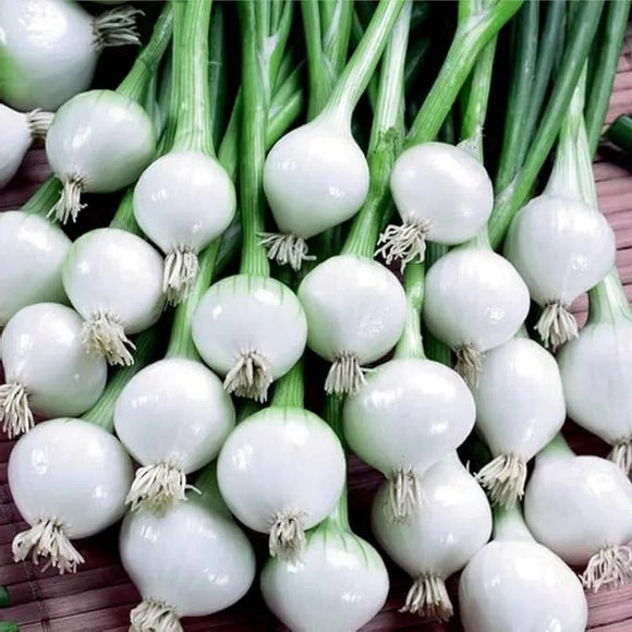 A bunch of white Barletta onions with green stems, ready for harvest.