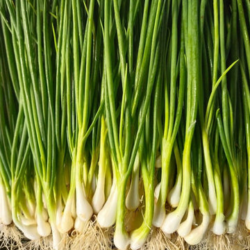 A bunch of white lisbon bunching onions with long green stalks and white roots.