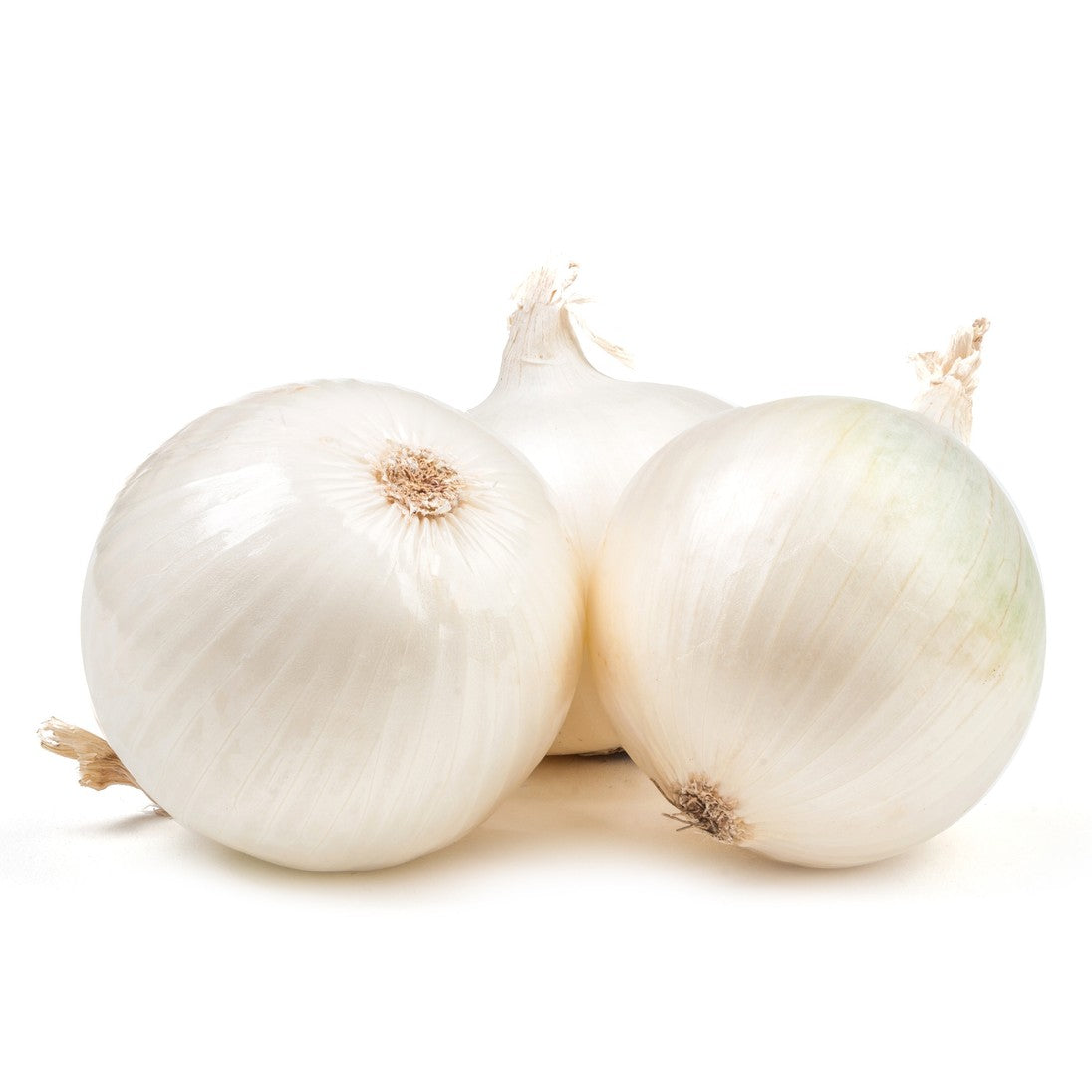 Three white onions (Allium cepa) with roots facing up, isolated on a white background.