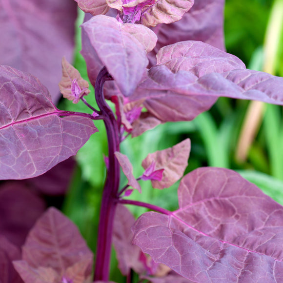 Orach Pink Seeds