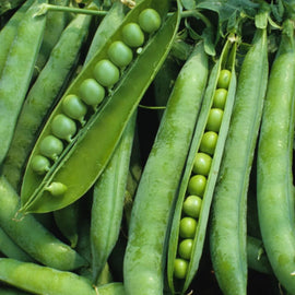 Green pea pods with peas visible inside, ready for shelling and cooking.
