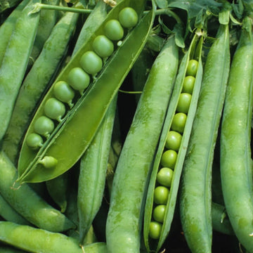 Green pea pods with peas visible inside, ready for shelling and cooking.