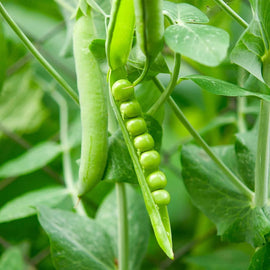 Green pea pods on a pea plant with leaves in the background.