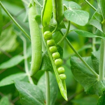 Green pea pods on a pea plant with leaves in the background.