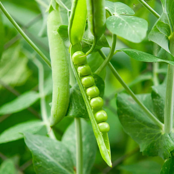Green pea pods on a pea plant with leaves in the background.