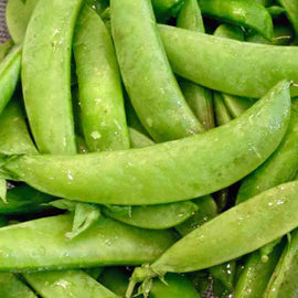 A close-up of fresh green Oregon Sugar Pod II Snow Pea pods.