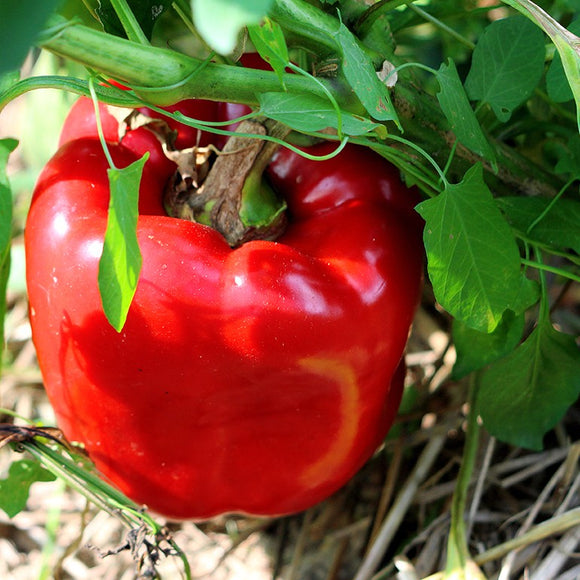A ripe red bell pepper on the vine with green leaves in the background.