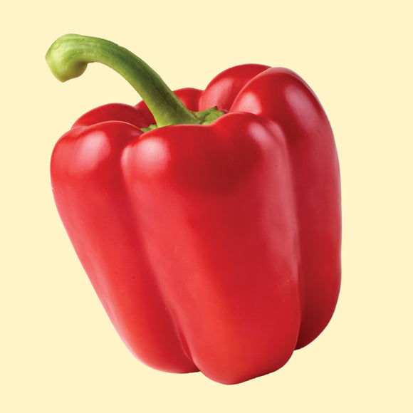 A single, vibrant red bell pepper with a green stem, isolated on a white background.