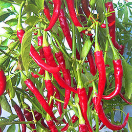 A cluster of long, thin, red cayenne peppers growing on a green bush.