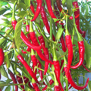 A cluster of long, thin, red cayenne peppers growing on a green bush.