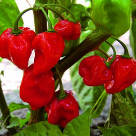 A cluster of bright red Habanero hot peppers on the vine with green leaves in the background.