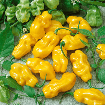 A cluster of bright yellow Habanero hot peppers with some green leaves in the background.