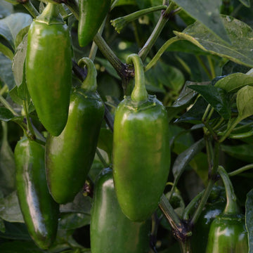 A cluster of green Mild Jalapeno peppers growing on the vine.