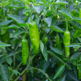 A photo showing a Shishito Pepper plant with long, green fruits hanging amidst green leaves.