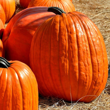 A group of large, ripe orange pumpkins with prominent ridges, displayed outdoors.