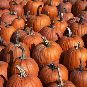 A field of ripe, orange Connecticut Field pumpkins arranged closely together.