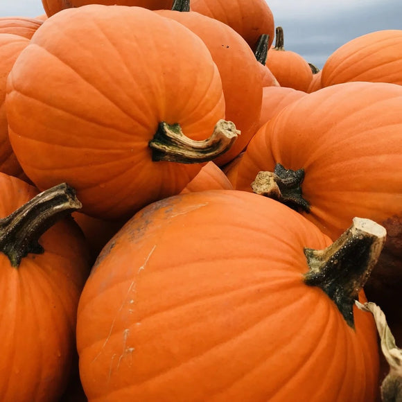A pile of bright orange Howden pumpkins with green stems, suitable for Halloween decorations.