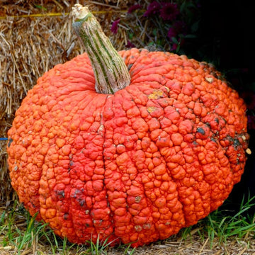 A red warty pumpkin with a green stem, placed on grass against a backdrop of hay and flowers.