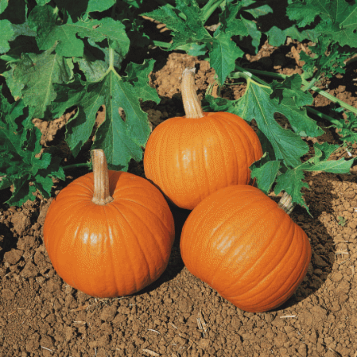 Pumpkin Small Sugar Seeds