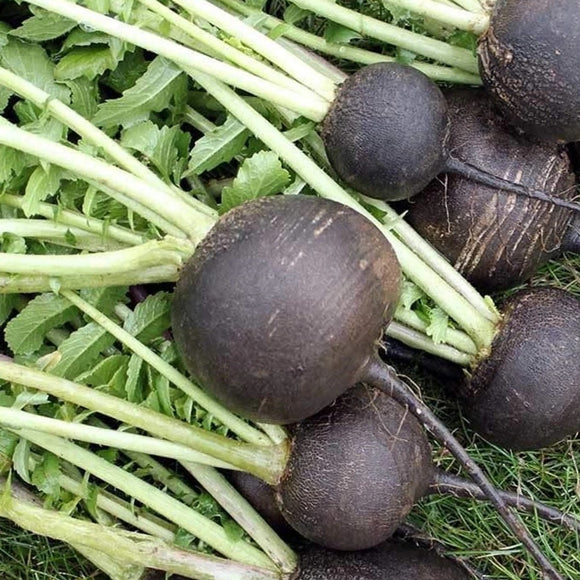 A cluster of black Spanish round radishes with leafy green tops and smooth black roots.